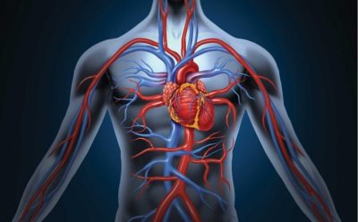 Humen Circulatory System