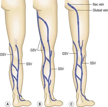 great and short saphenous vein